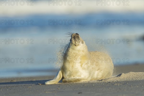 Grey Seal