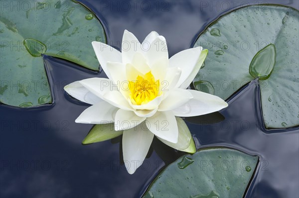 Flowering european white water lily