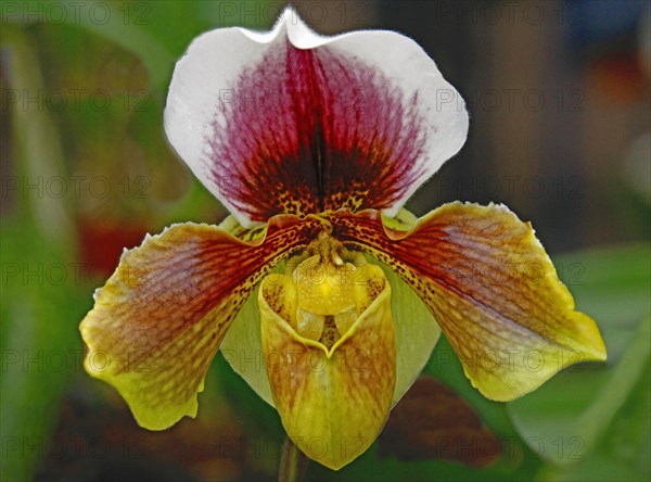 Venus slipper