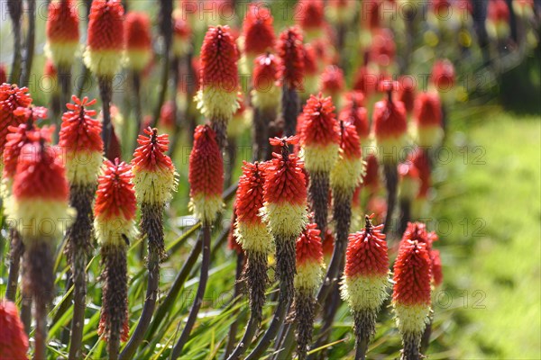 Kniphofias