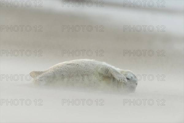 Grey Seal