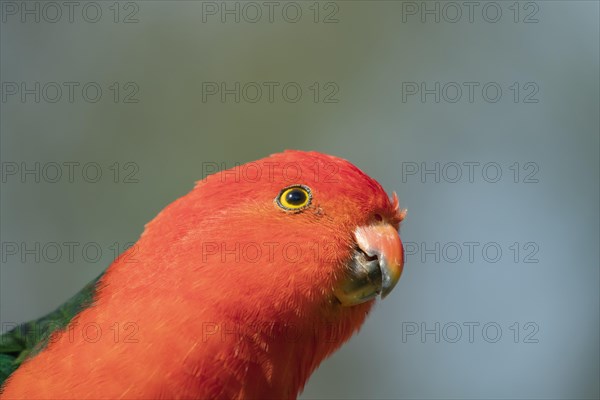 Australian King Parrot