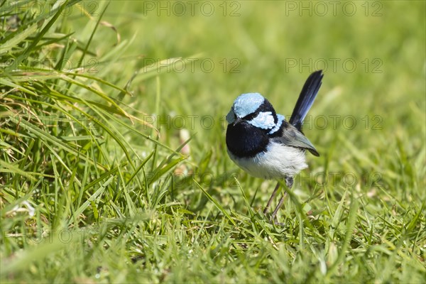 Superb fairy-wren