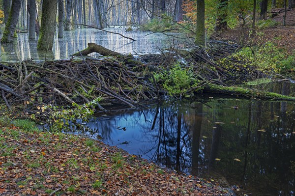 Dam of a beaver in the little river Briese