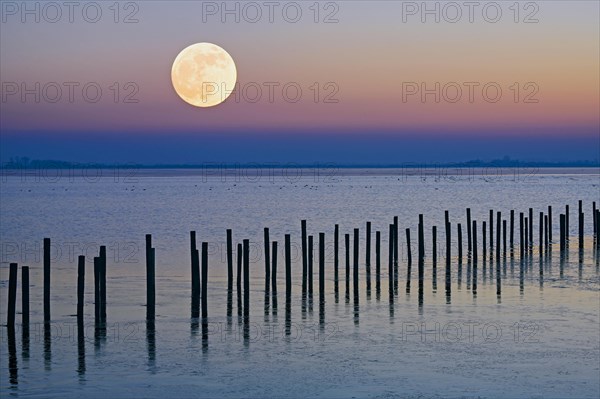 Moonrise in wintry landscape on the shore of Lake Duemmer