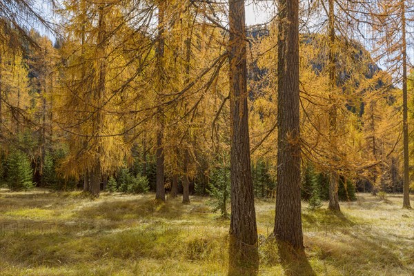 Beautifully colored larches near Cortina d'Ampezzo