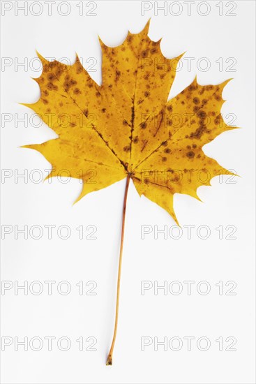 Autumnally discoloured maple