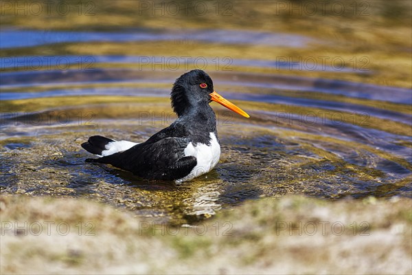 Eurasian oystercatcher