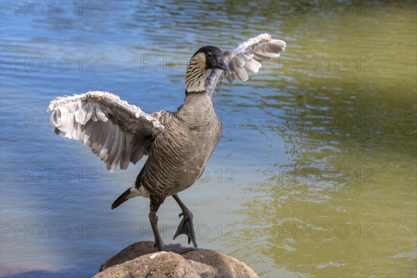 Hawaiian goose