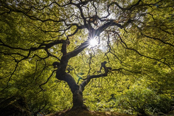 Downy japanese maple