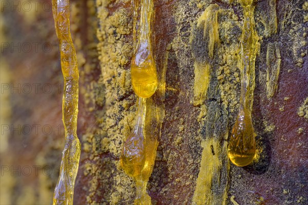 Tree resin of a european black pine