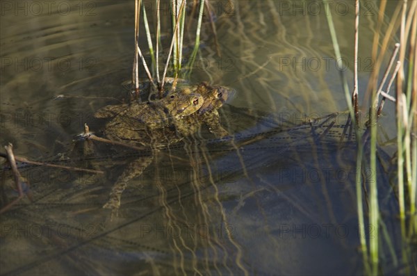 Common toad