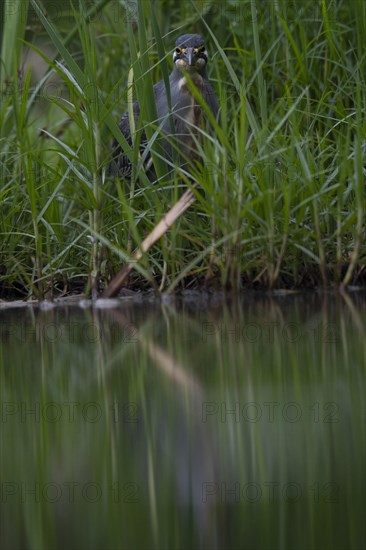 Striated heron