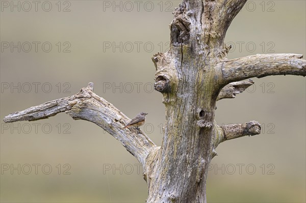 Common redstart