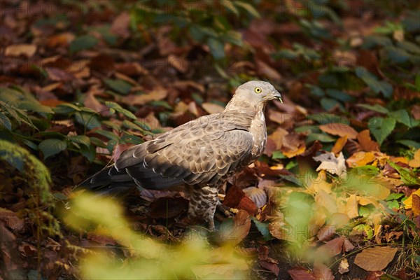 European honey buzzard