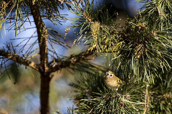 Goldcrest