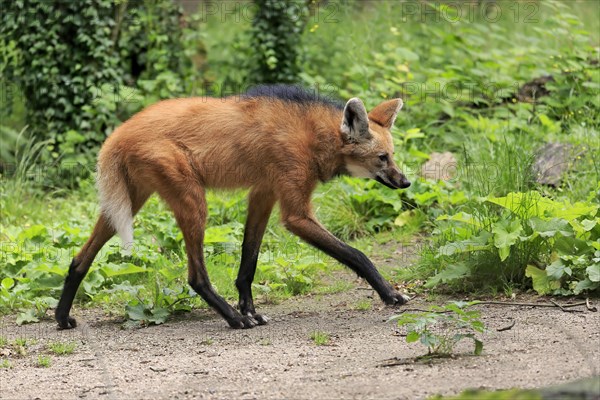 Maned wolf