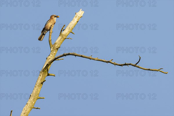 Eurasian jay