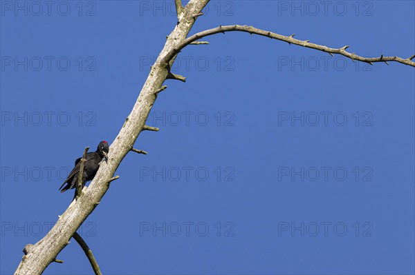 Black woodpecker