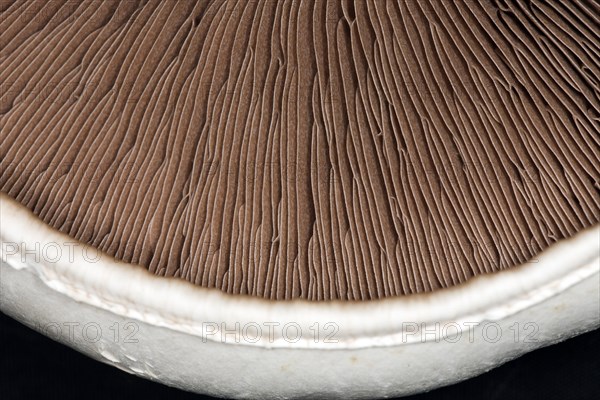 Close-up of the brown lamellae of a horse mushroom