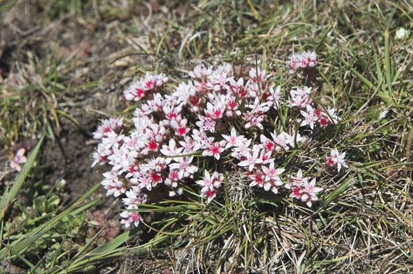 English stonecrop