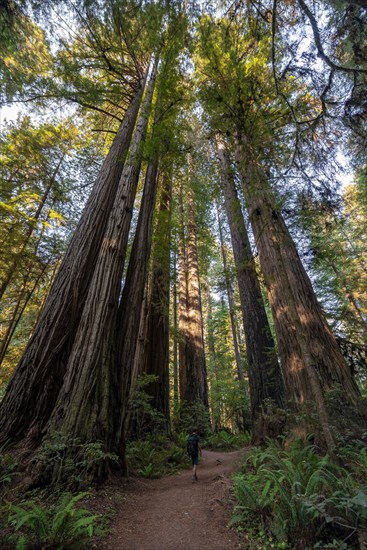 Hiker on trail through forest with coast redwoods