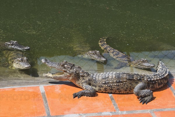 Saltwater crocodiles