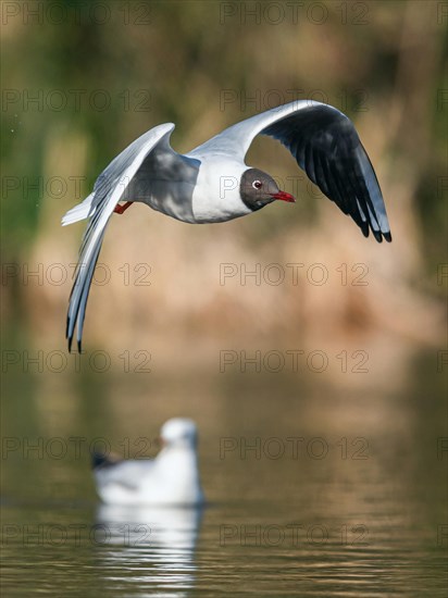 Black-headed Gull