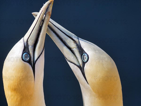 Northern gannet