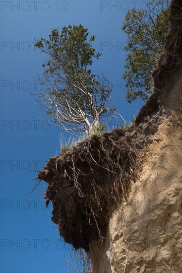 Endangered cliff edge on the island of Poel near Timmendorf