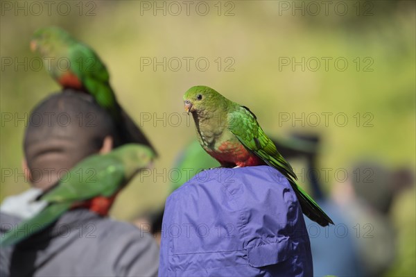 Australian king parrot