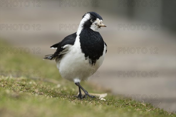 Magpie-lark