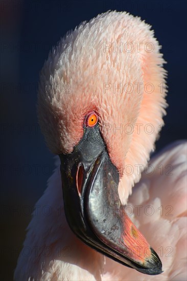 Lesser flamingo