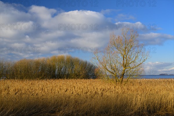 Winter landscape on the shore of Lake Duemmer