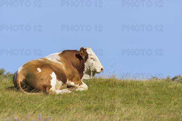 Cattle Bulle