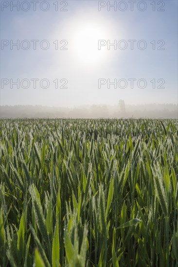 Wheat field on morning with sun and haze