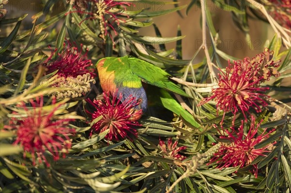 Rainbow lorikeet