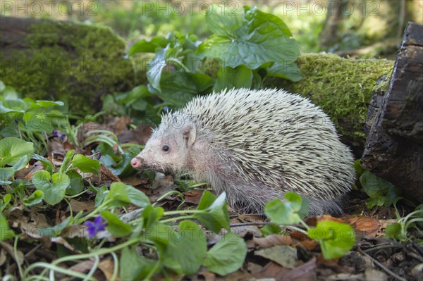 European Hedgehog