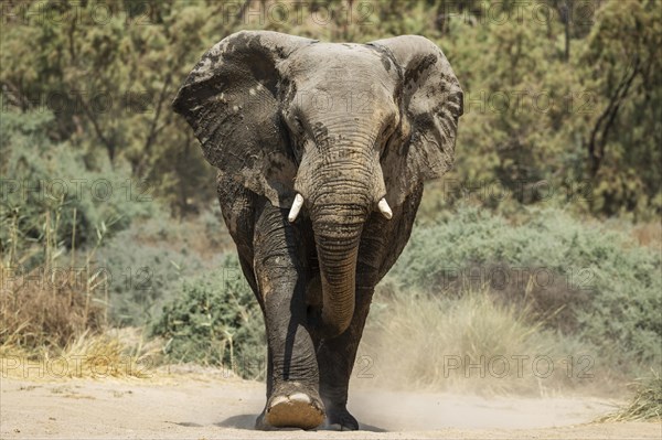 African Elephant