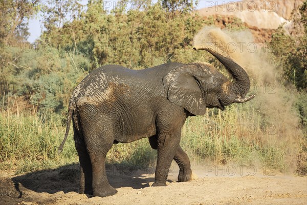 African Elephant