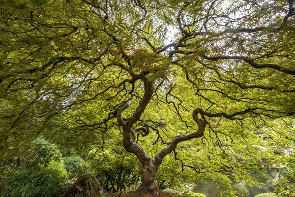 Downy Japanese Maple