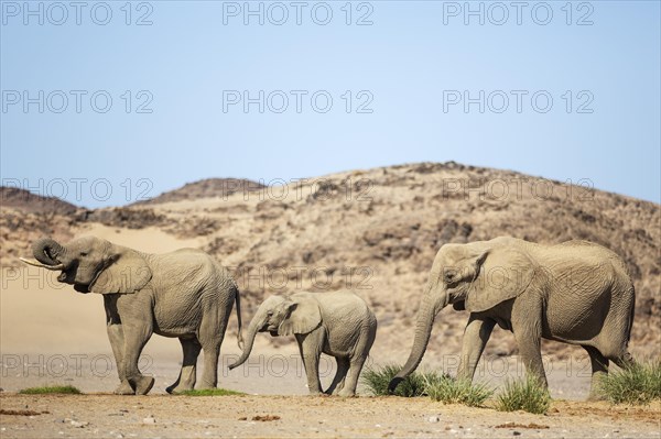 African Elephant