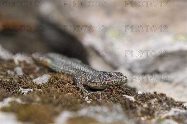 Madeira lizard or madeiran wall lizard