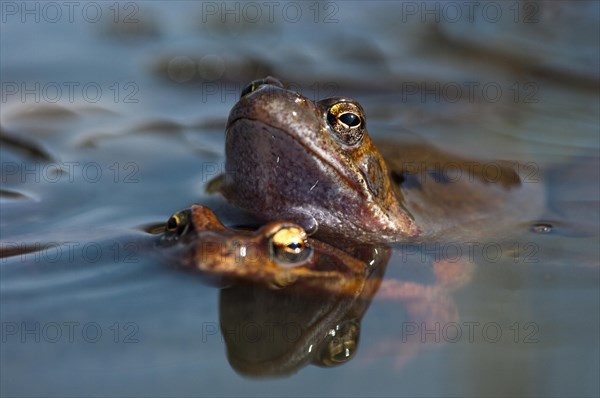 Common frog