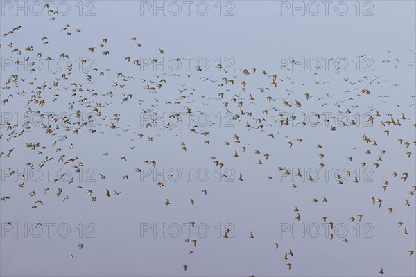 European golden plover