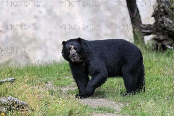 Spectacled bear