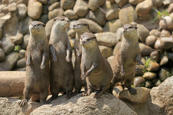 Oriental small-clawed otter