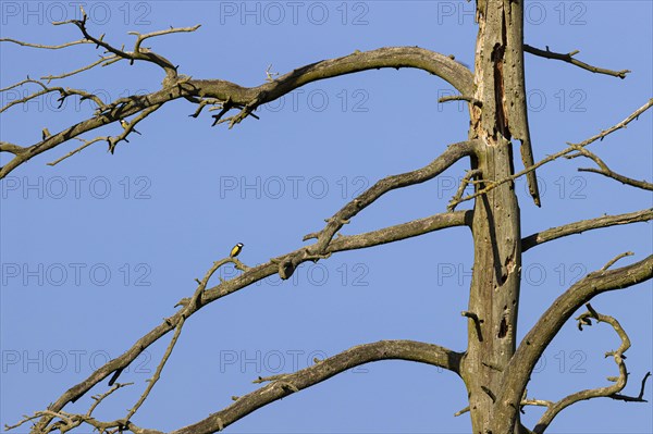 Great tit