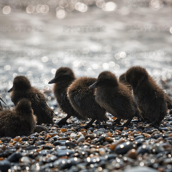 Several common eiders