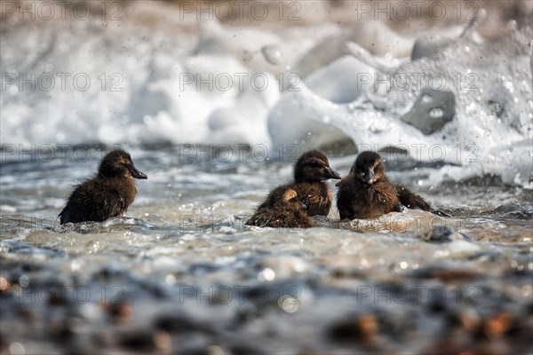 Three common eiders